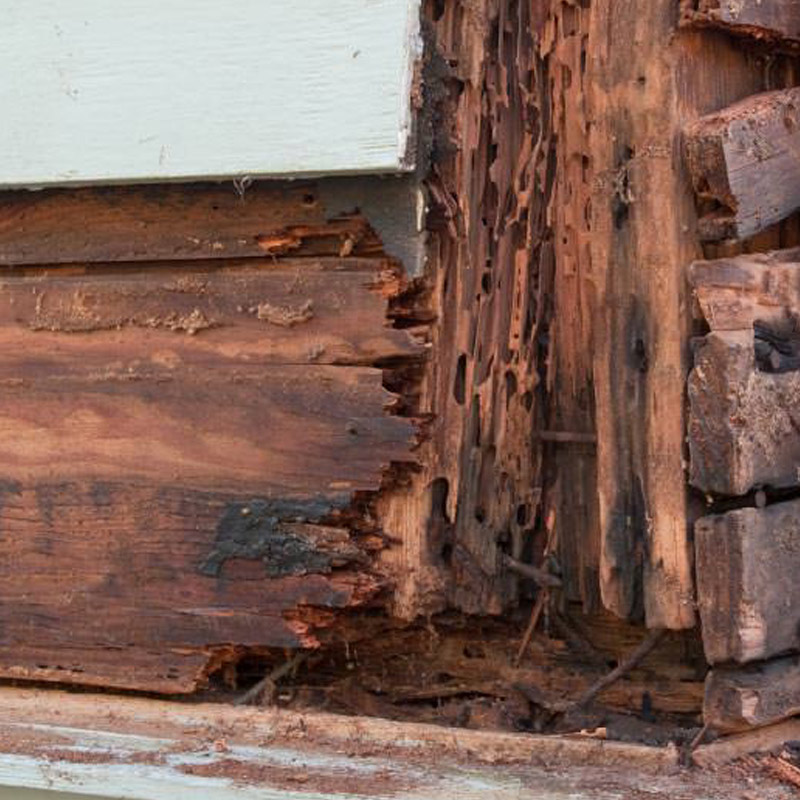 Bois attaqué par des termites à Viarmes dans le Val d'Oise 95